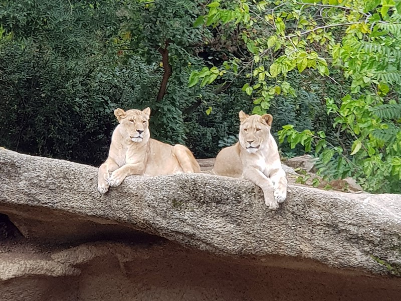 Löwen im Zoo Basel