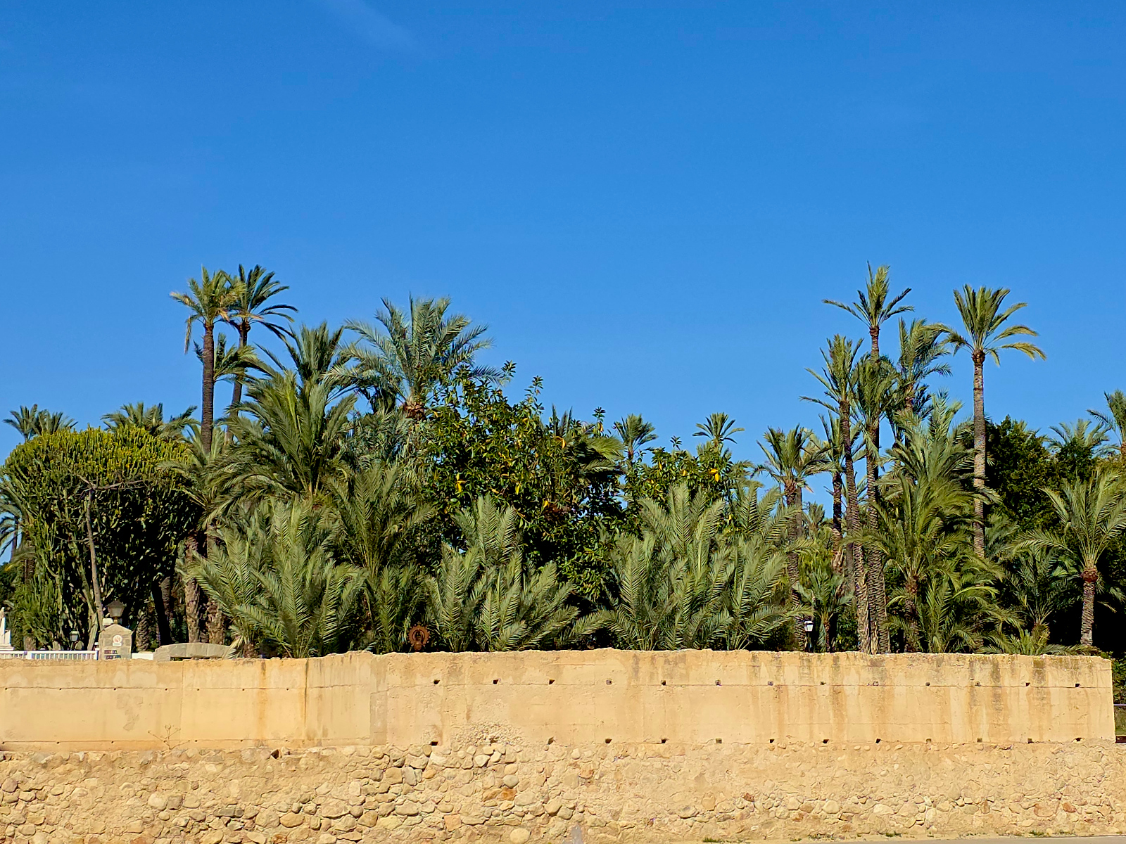 Einblick in den Palmenhain von Elche. 