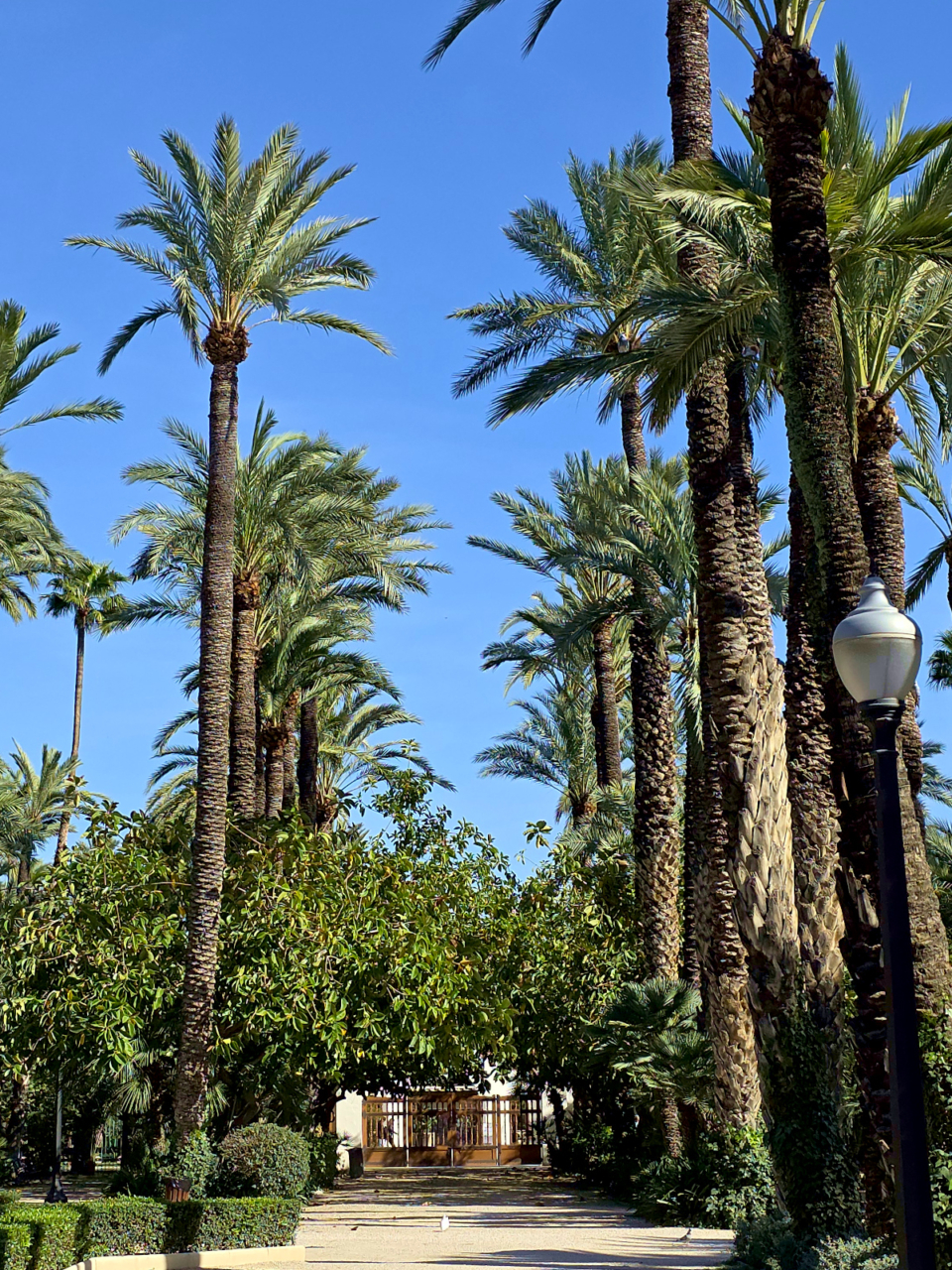 Von Palmen gesäumter Weg im Palmenhain.