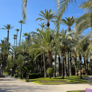 Palmenhain von Elche