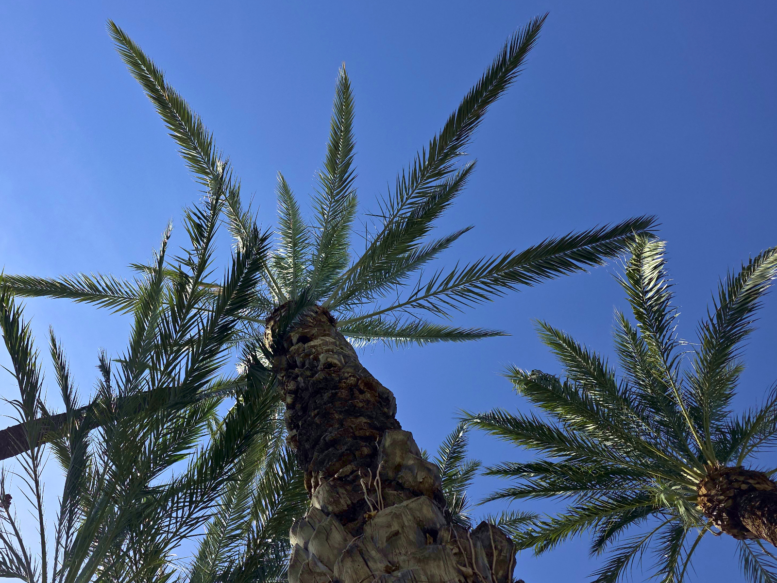 Die Palmen bedecken den Himmel und spenden Schatten.