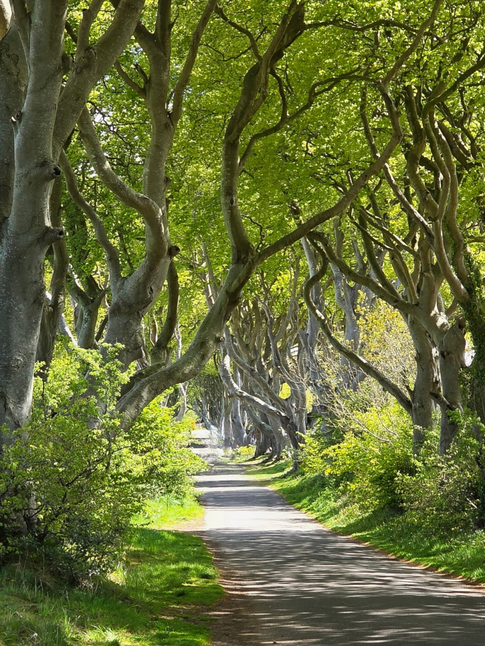 Dark Hedges