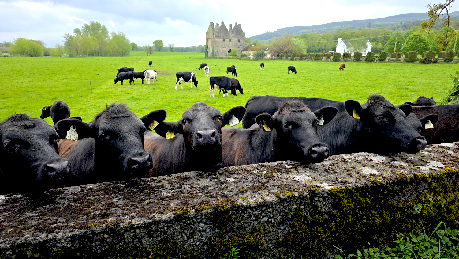 Eine Kuhherde auf einer grünen Wiese in der Nähe von Cork.